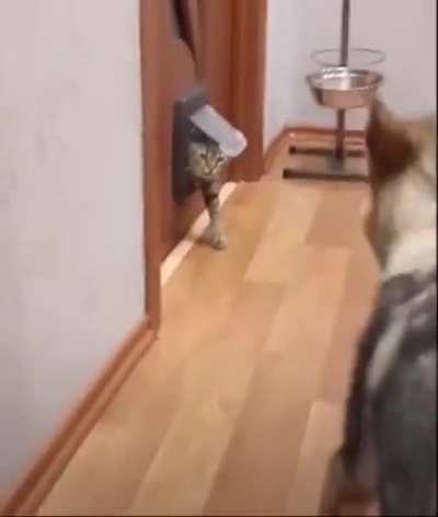 Surprise Mofo!