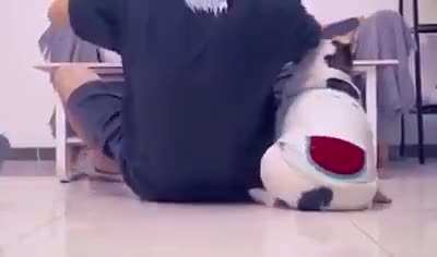 Que cachorrinho fofo :3