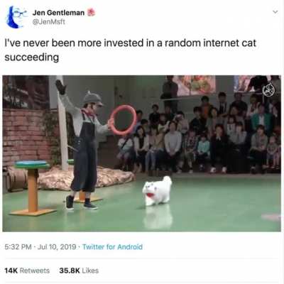 Professional Catculation