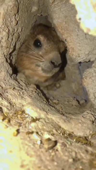 Just hyrax