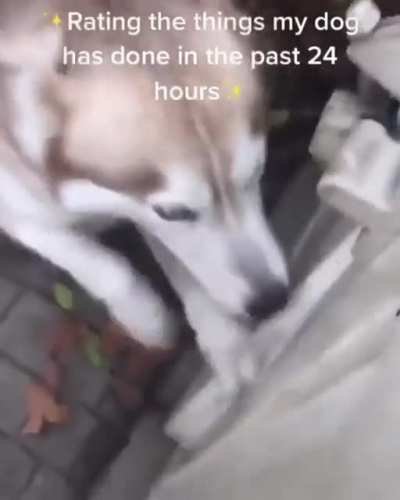 Very nice dog