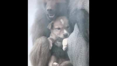 Some animals are better than humans