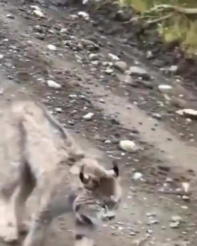 I can&rsquo;t get enough of those giant paws but that sound is the thing of nightmares!