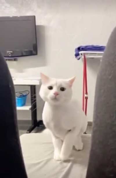 Codename: Wiggles