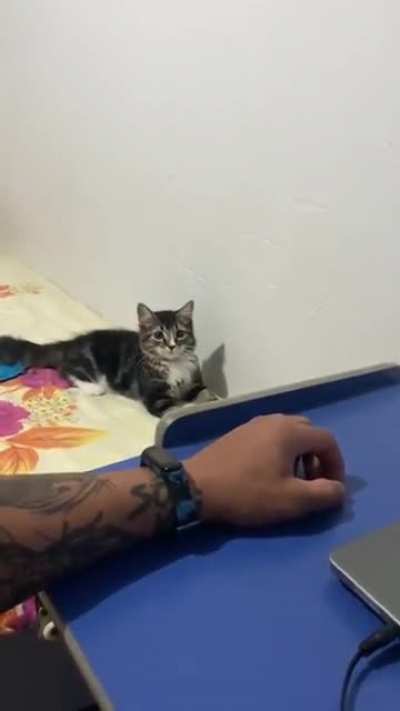 spidercat