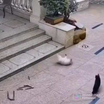 To attack a cat