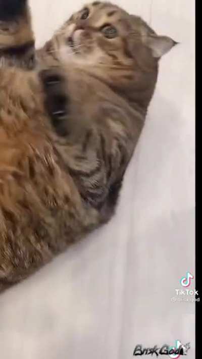 Chonker Belly Rub