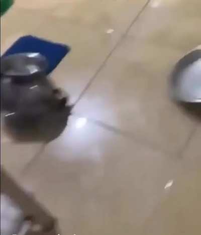 Rat trapping