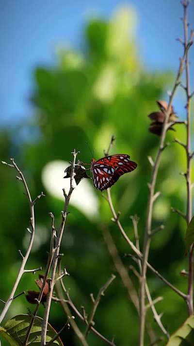 Backyard butterfly w/ Sony a7siii + Tamron 28-200mm