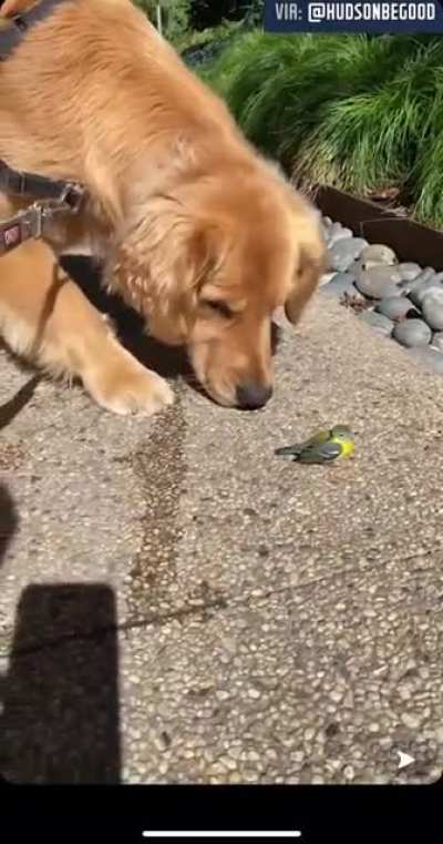 Hi Birdie