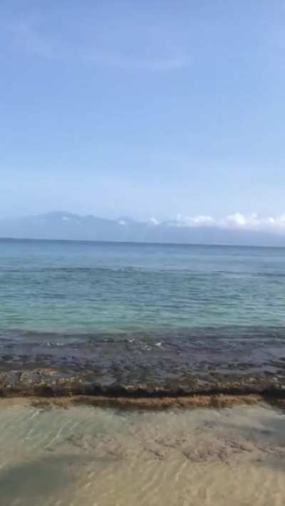 There is no better snorkelling than right off the beach in Hawaii (watch til end)