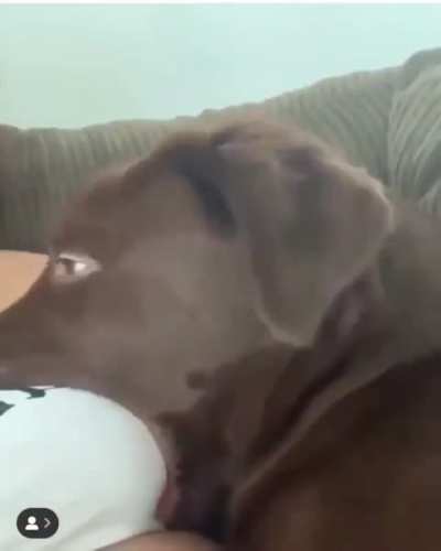 Good boy