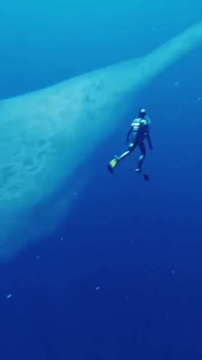 Keep Swimming