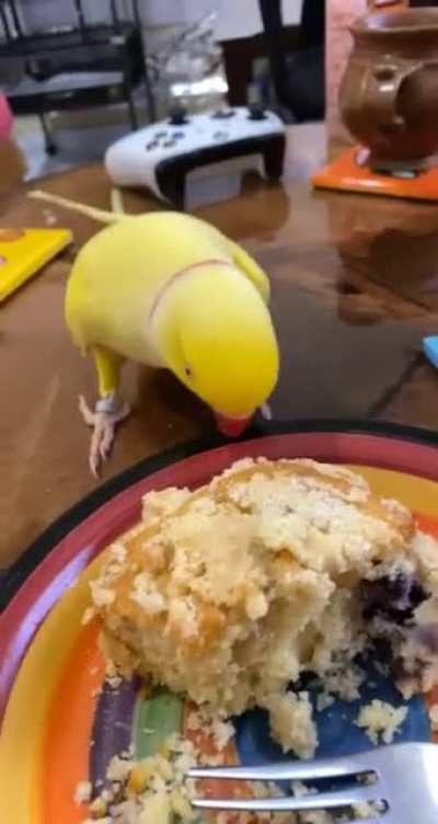 Naughty Birdie