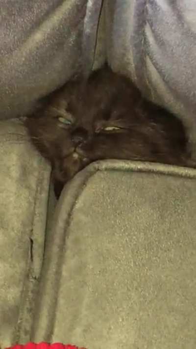 My kitten&rsquo;s new &ldquo;chill zone&rdquo;