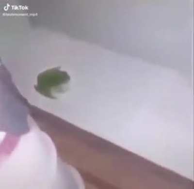frog just vibin