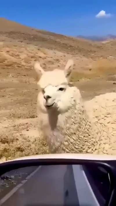 Kids or alpacas?