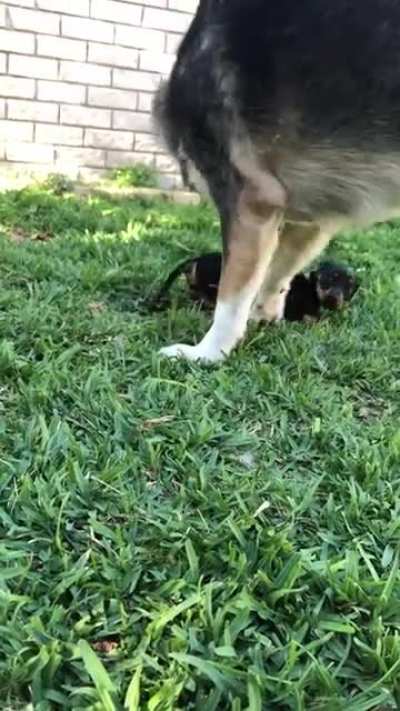 He&rsquo;s so gentle with his new brother 😭❤️