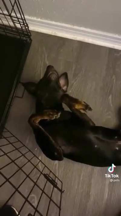 He plays dead so he doesn&rsquo;t have to go in his crate