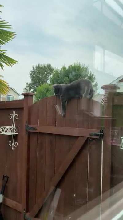Ignore my dirty window, but this is my silly girl attempting to get across our thin-as-heck gate. She&rsquo;s a goof.