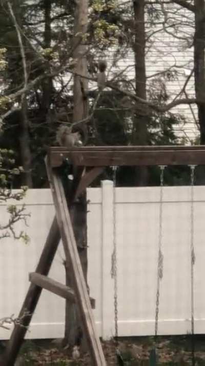 Squirrels undoing all the Easter bunny&rsquo;s hard work