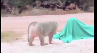 Animal version