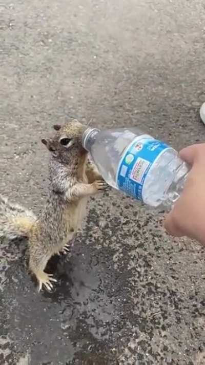 Squirrel asking for water