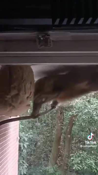 Monke no like hive