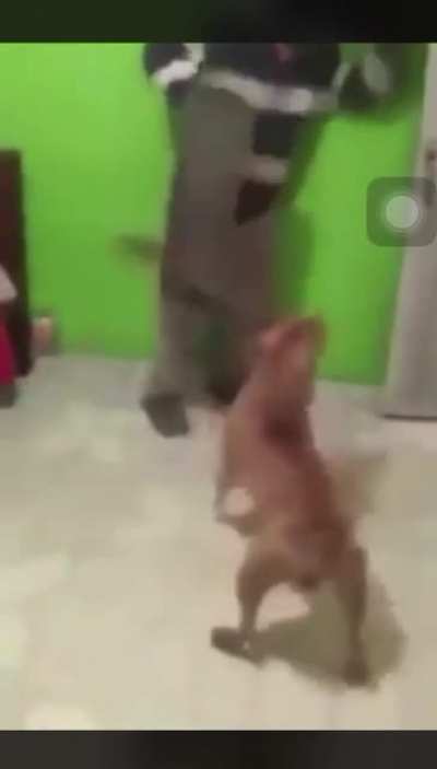 Sir doggo the 1st