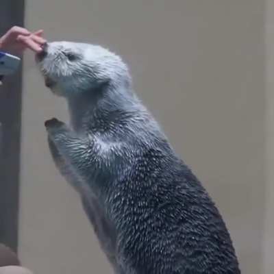 A sea otter has its temparature checked