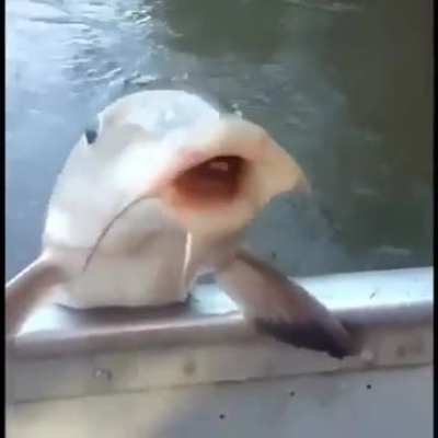 pescao