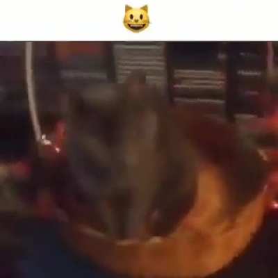 🐱