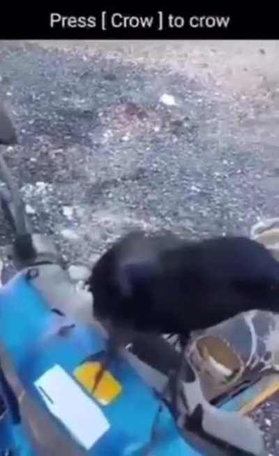 Crow