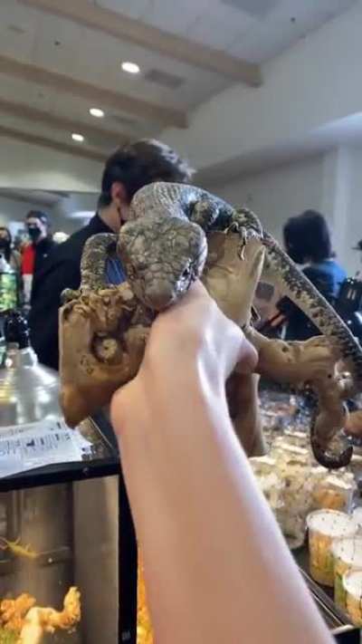 What kind of lizard/skink is this? I NEED TO KNOW (I think I&rsquo;m in love)