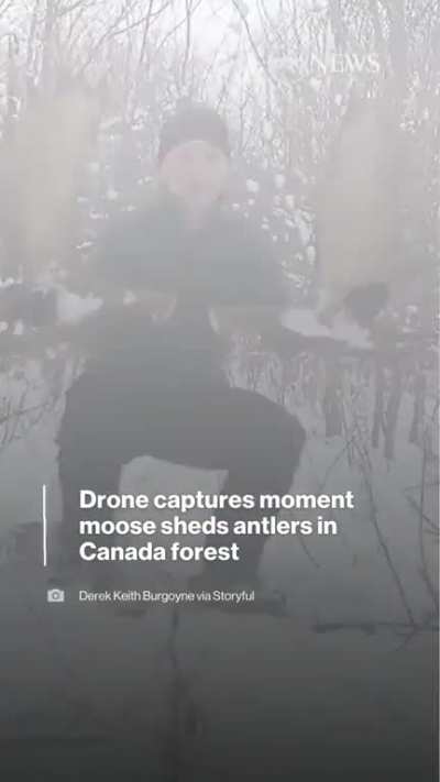 RARE SIGHTING: Drone footage captured the moment a moose shed both its antlers in a forest in New Brunswick. The wildlife enthusiast says capturing both antlers shedding is a &ldquo;once-in-a-lifetime moment.&rdquo;