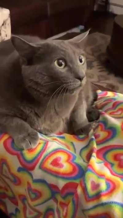 Now that&rsquo;s a thicc cat