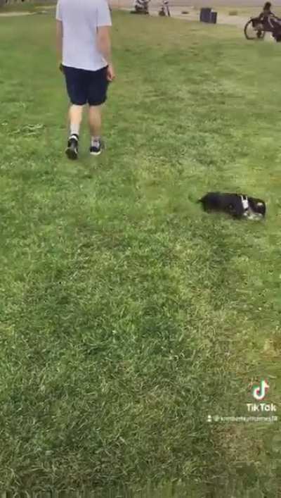 Humans bad, dogs good