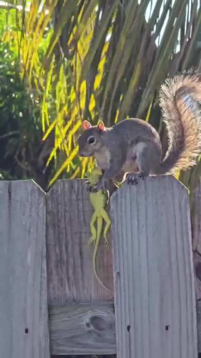 In California&rsquo;s Briones Regional Park, researchers observed that ground squirrels, typically known for eating nuts and seeds, are now hunting, killing, and consuming small animals.