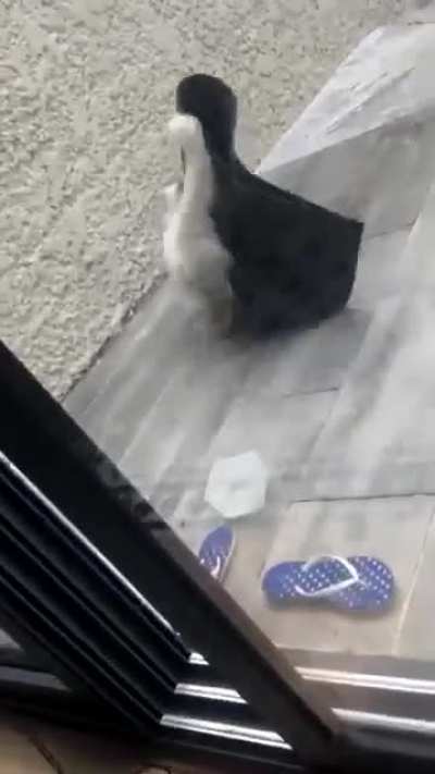 thief