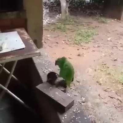 Esperando a tia da merenda colocar o rango no prato