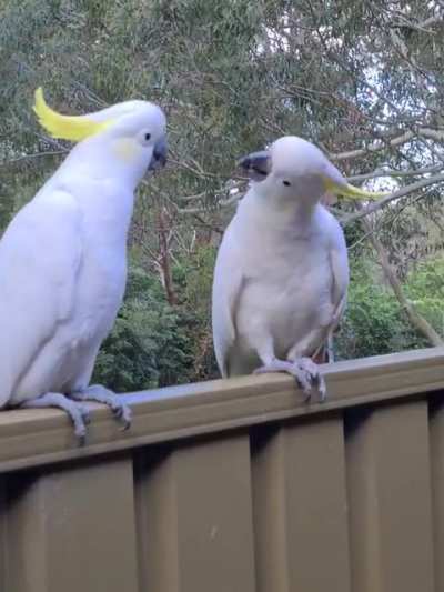 What are they doing?