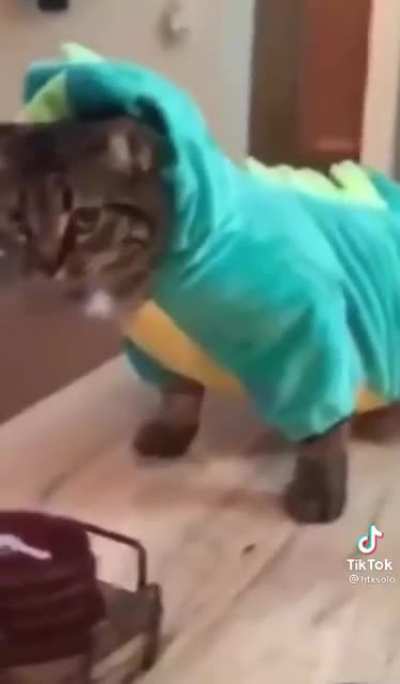 c a t