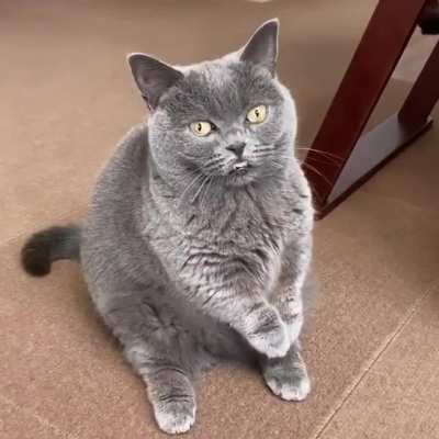 treats please