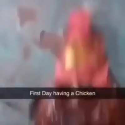 cock