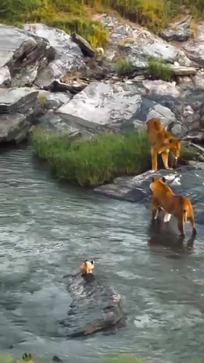 A family of Lions led by 2 stunning mothers crossing the river with a rare moment of one of the weaker cubs held in the mum&rsquo;s mouth!