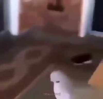 Birds arent real