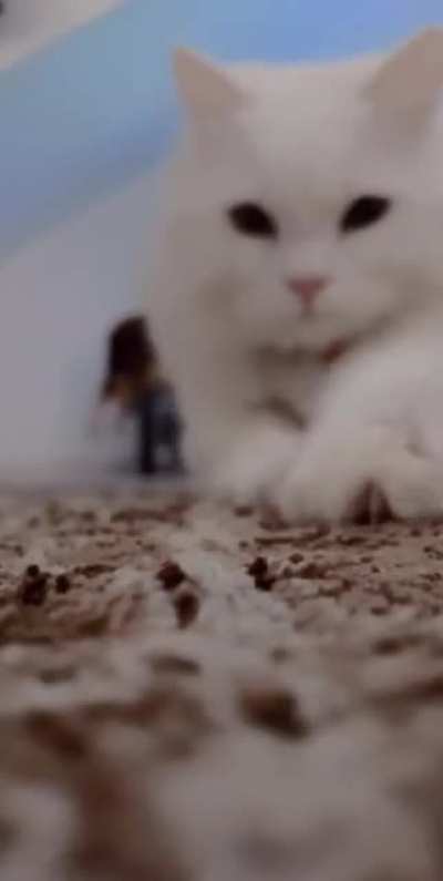 no one cares but here&rsquo;s a 13 second video of my cat cutely ruining my carpet