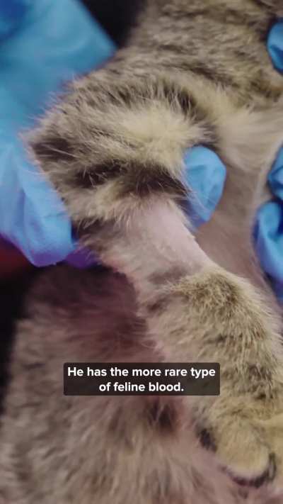 Dog blood saves kitten&rsquo;s life