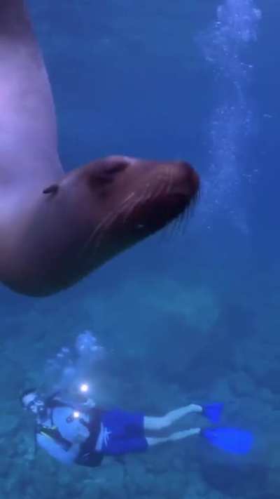 An excited seal play with diver. Via: @matthewunderwater