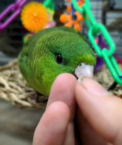 Peapod loves.